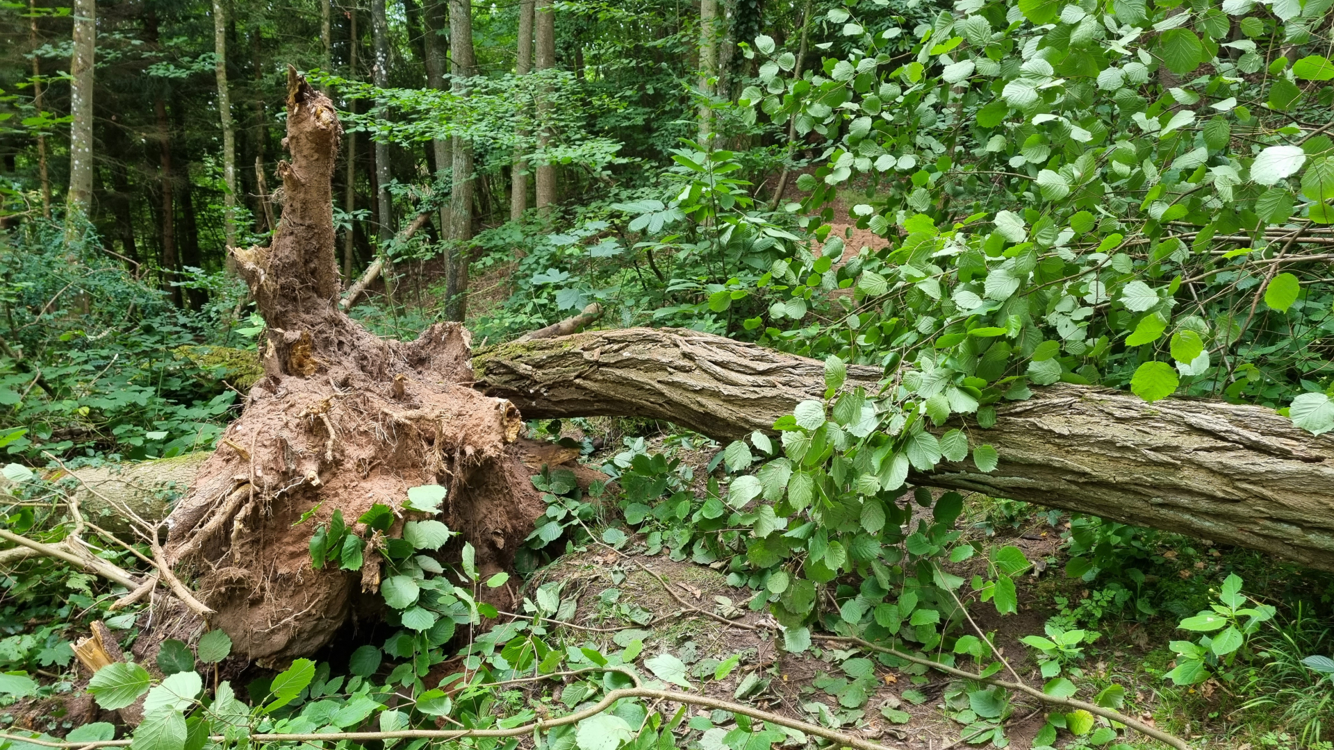 Arbre couché